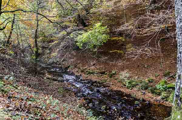 Reyno de Navarra - selva de Irati 36.jpg
